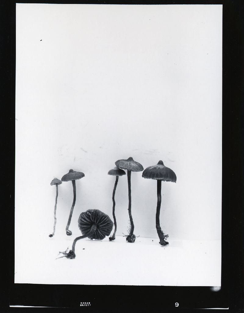 Galerina pulchra image