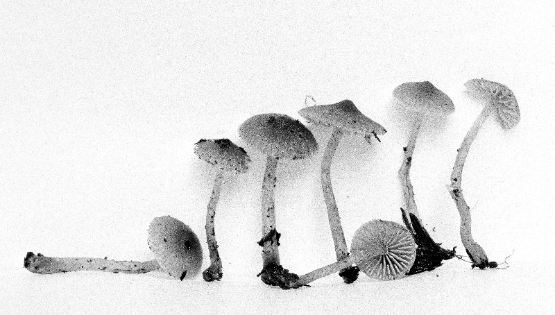 Galerina rostrata image
