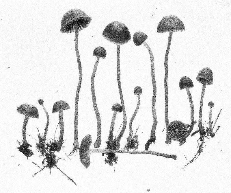 Galerina turfosa image