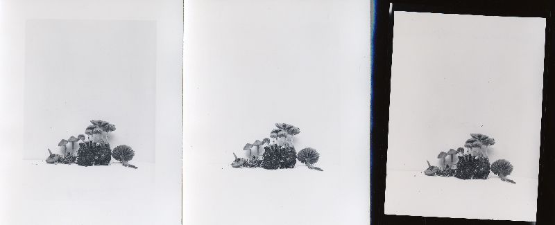 Galerina vaccinii image
