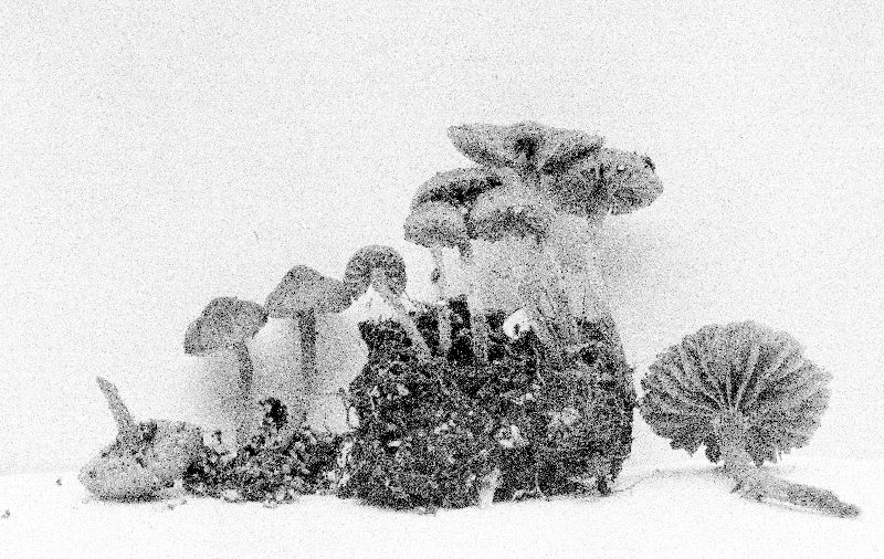 Galerina vaccinii image
