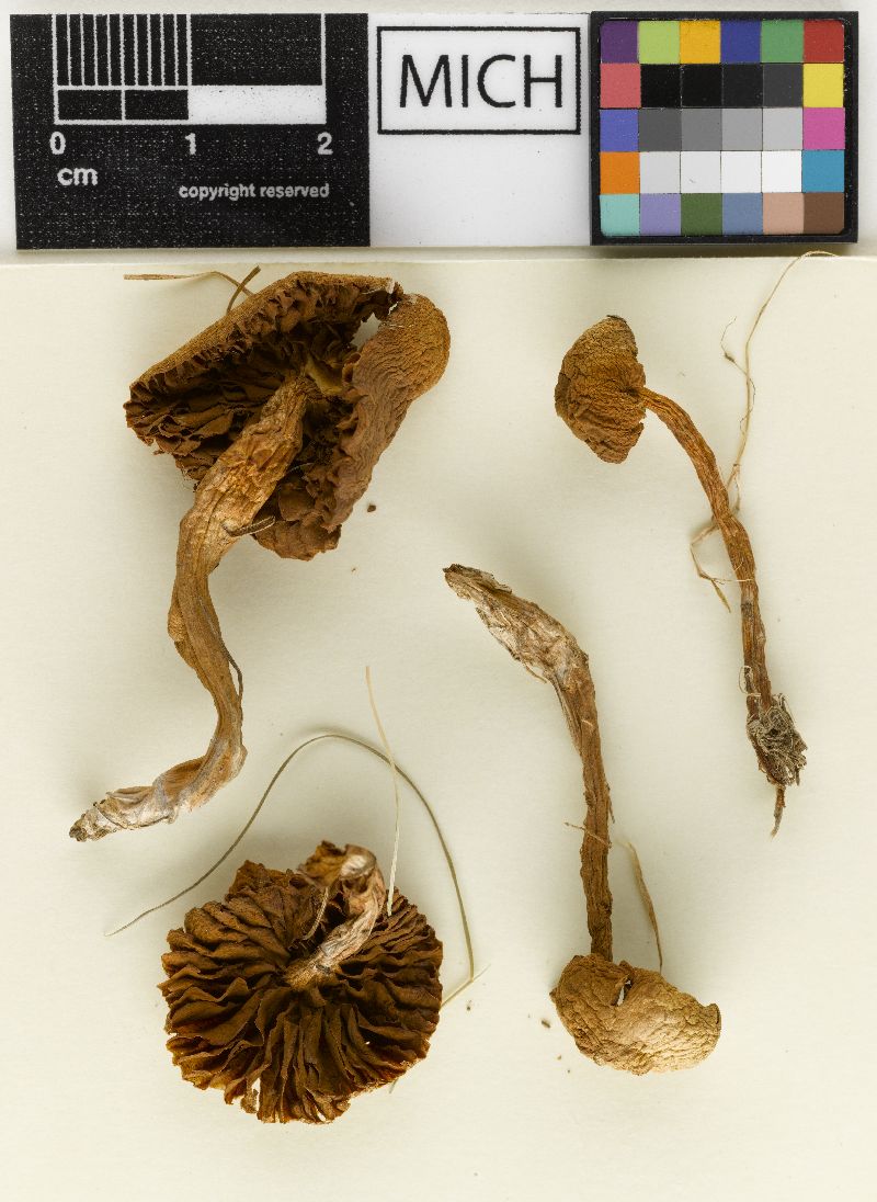 Galerina venenata image