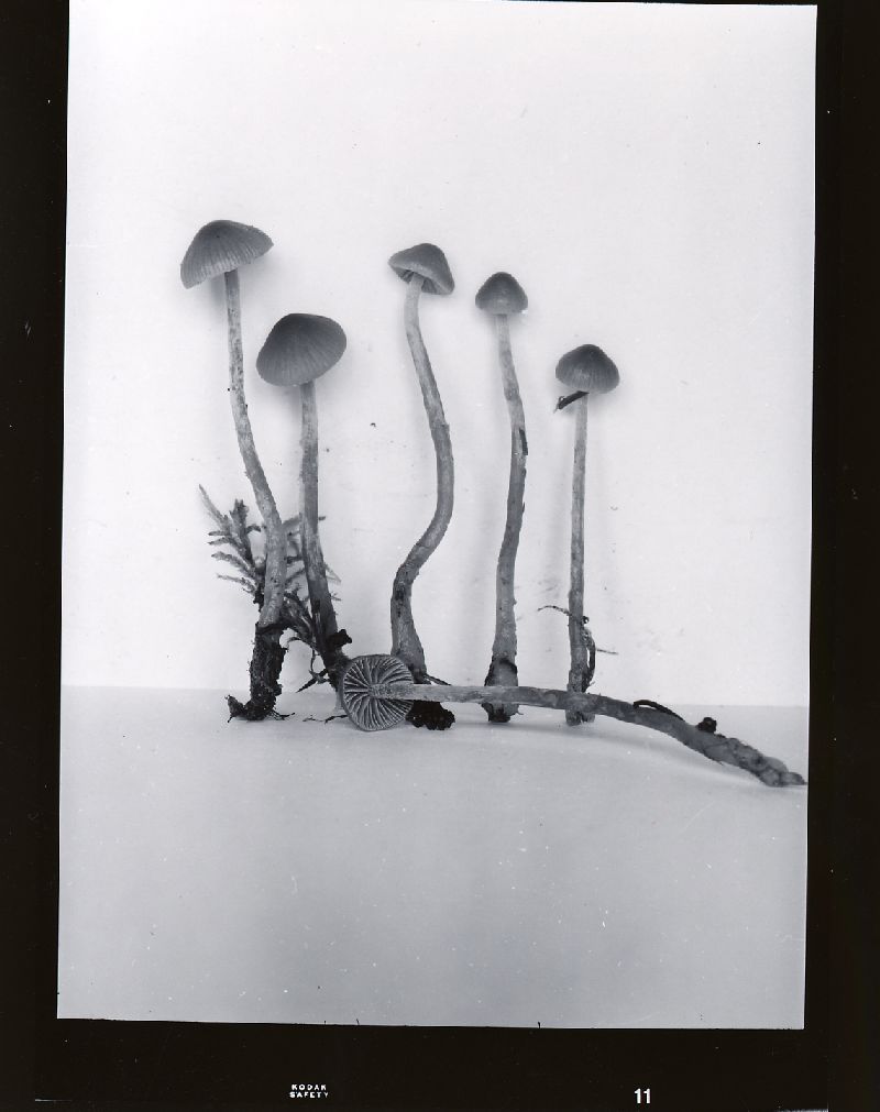 Galerina vexans image