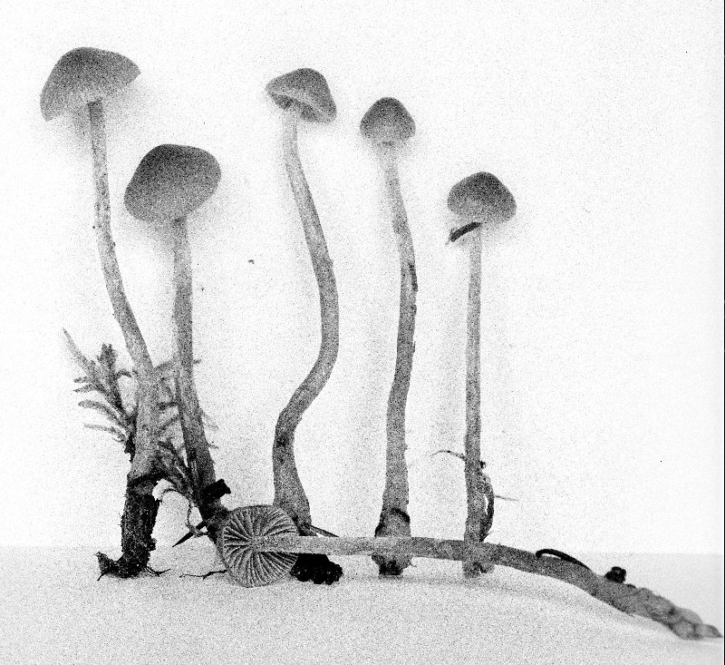 Galerina vexans image