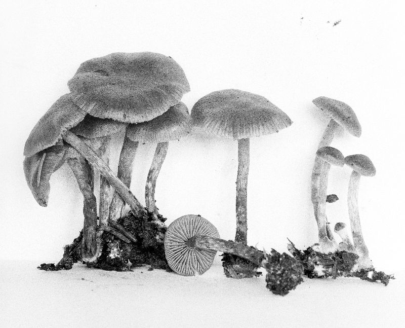 Galerina vinaceobrunnea image