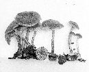 Galerina vinaceobrunnea image