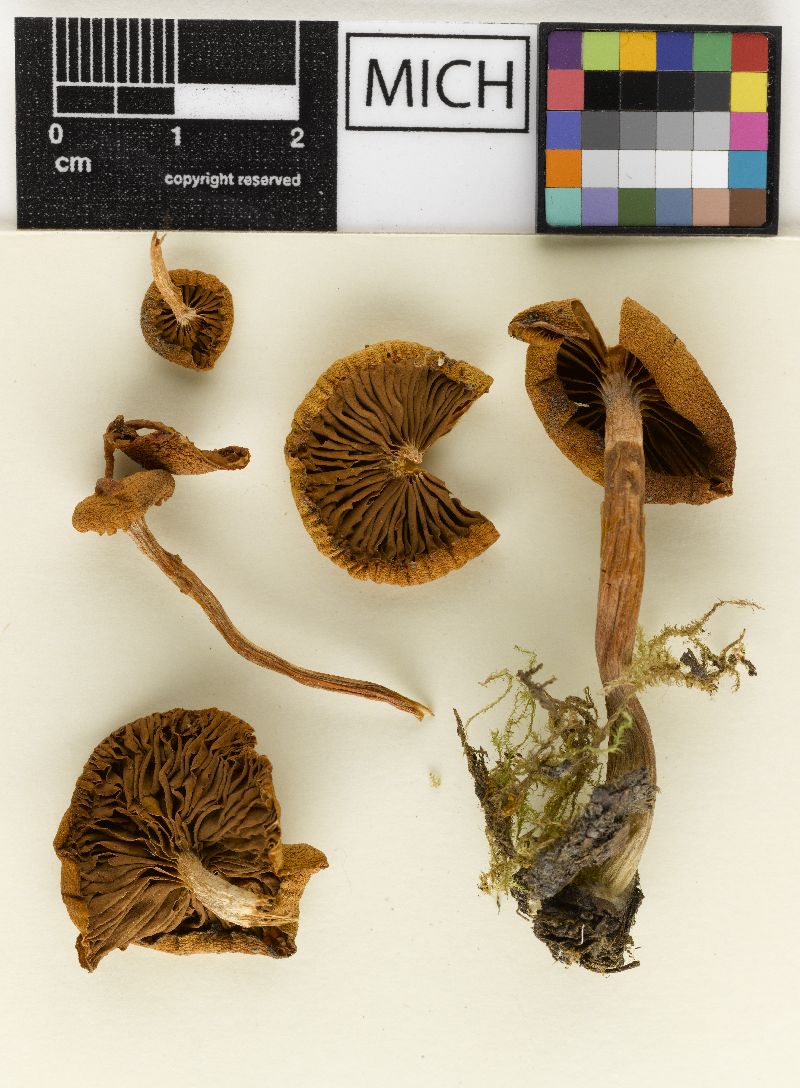 Galerina wellsiae image