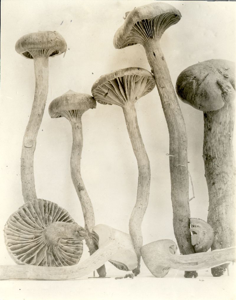 Chroogomphus superiorensis image