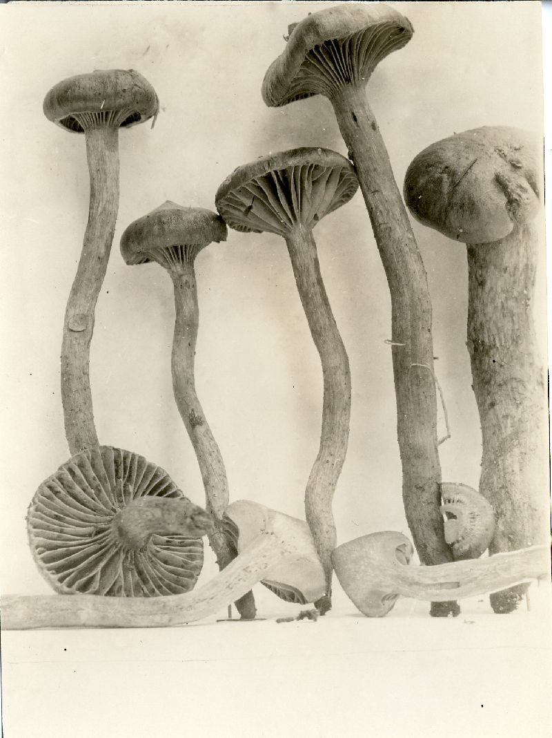 Chroogomphus superiorensis image