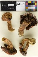 Gomphidius viscidus image