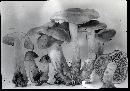 Hebeloma avellaneum image