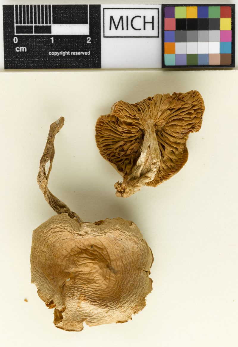 Hebeloma agglutinatum image