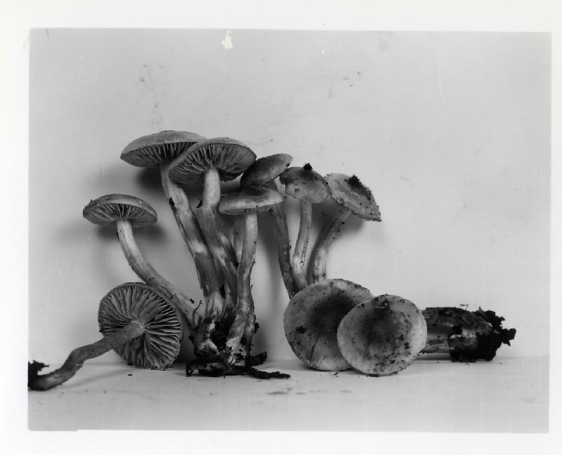 Hebeloma aggregatum image