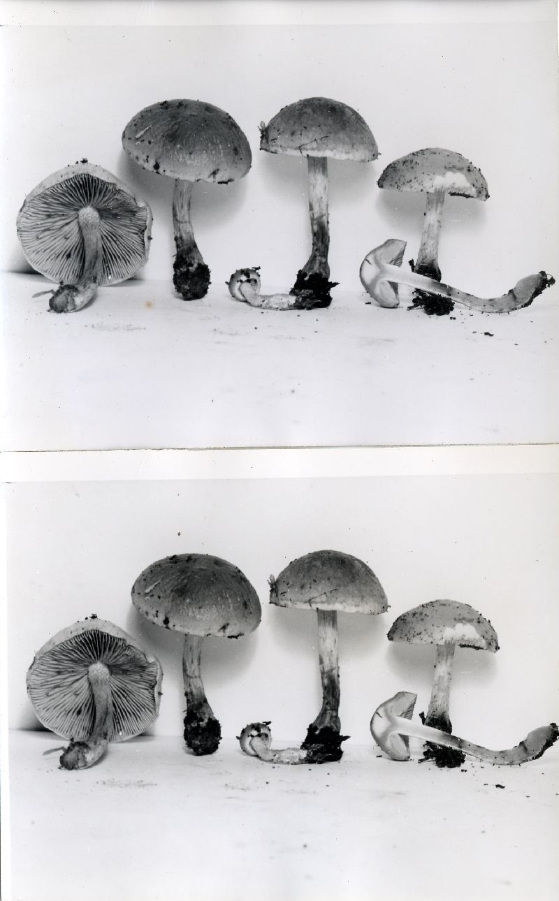 Hebeloma amarellum image