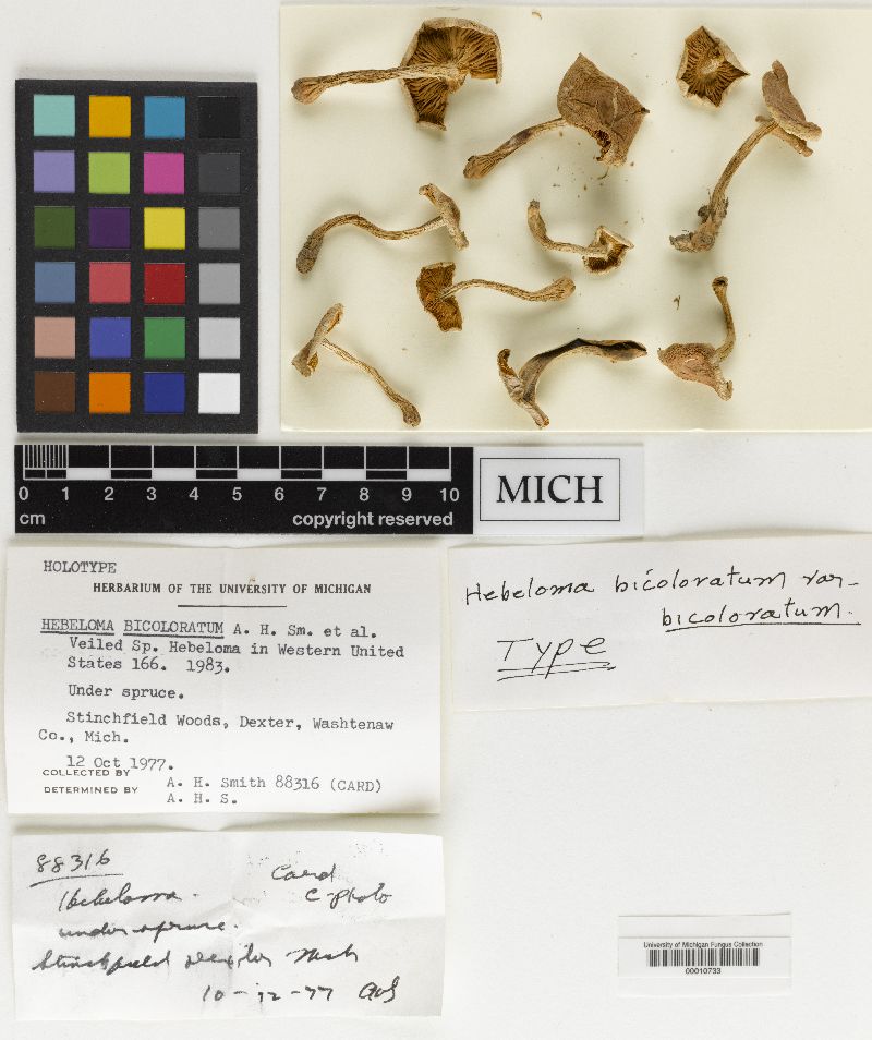 Hebeloma bicoloratum image
