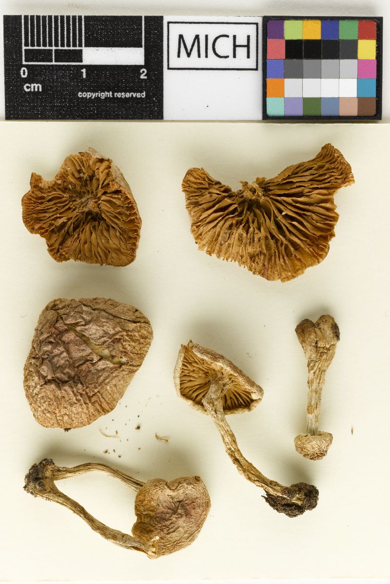Hebeloma bicoloratum var. coloradense image