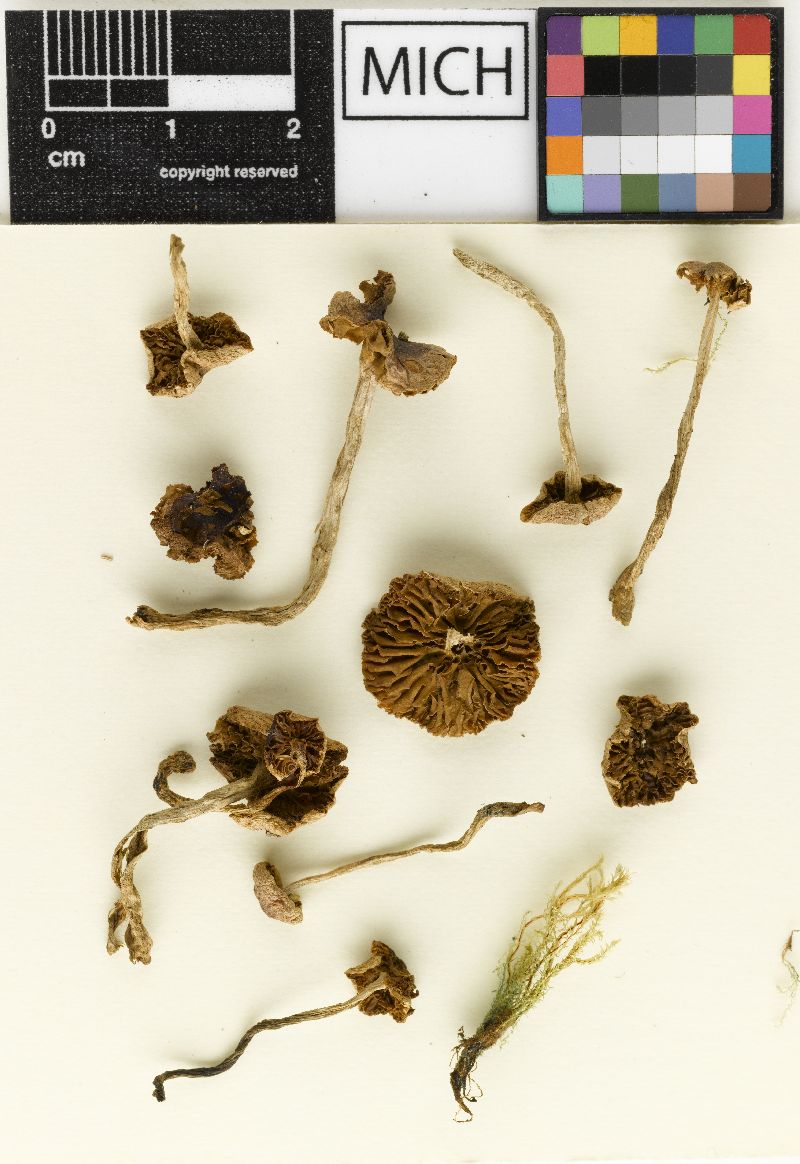 Hebeloma flaccidum image
