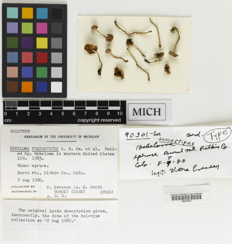 Hebeloma fuscostipes image