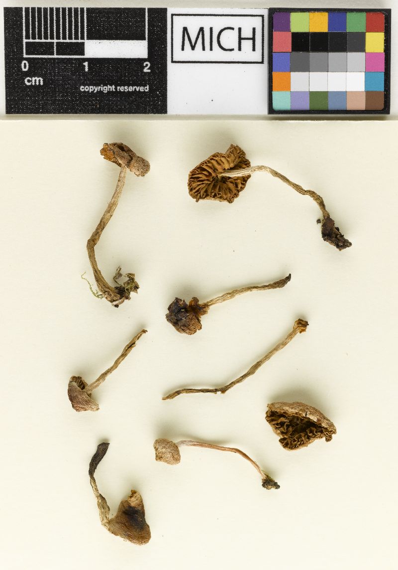 Hebeloma fuscostipes image