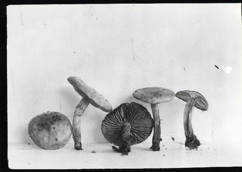 Hebeloma kauffmanii image