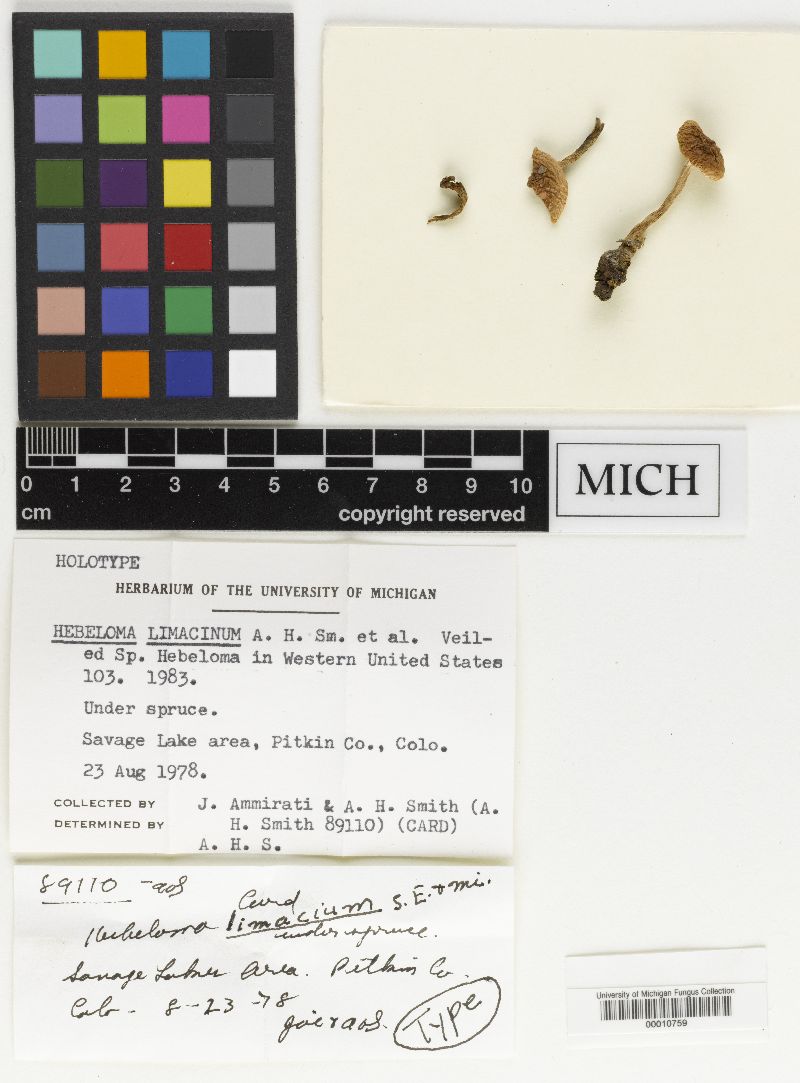 Hebeloma limacinum image