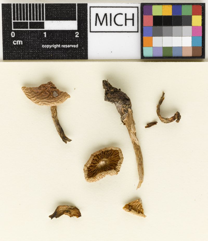 Hebeloma limacinum image