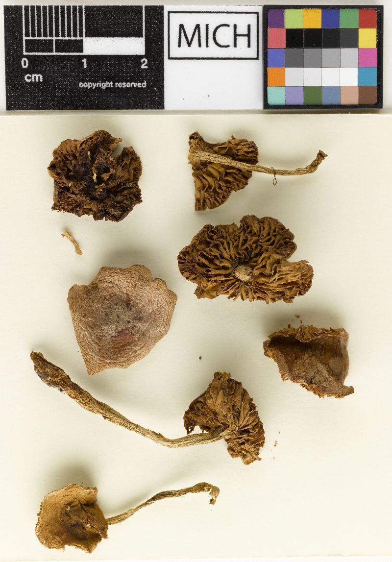 Hebeloma marginatulum image