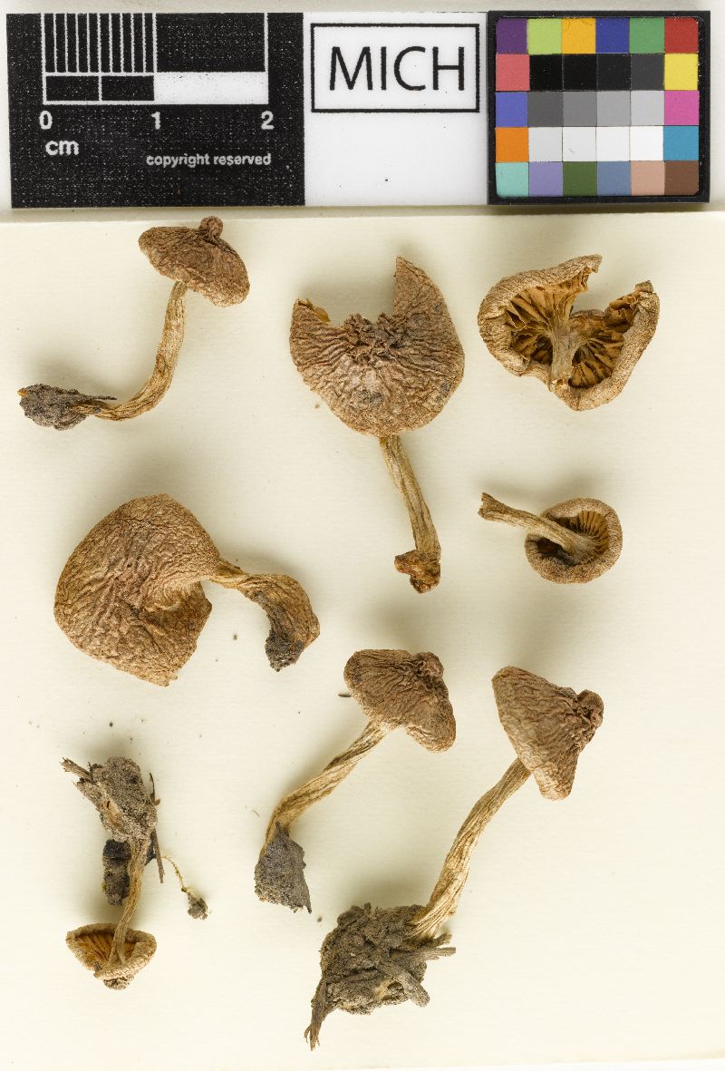 Hebeloma mesophaeum var. duplicatum image
