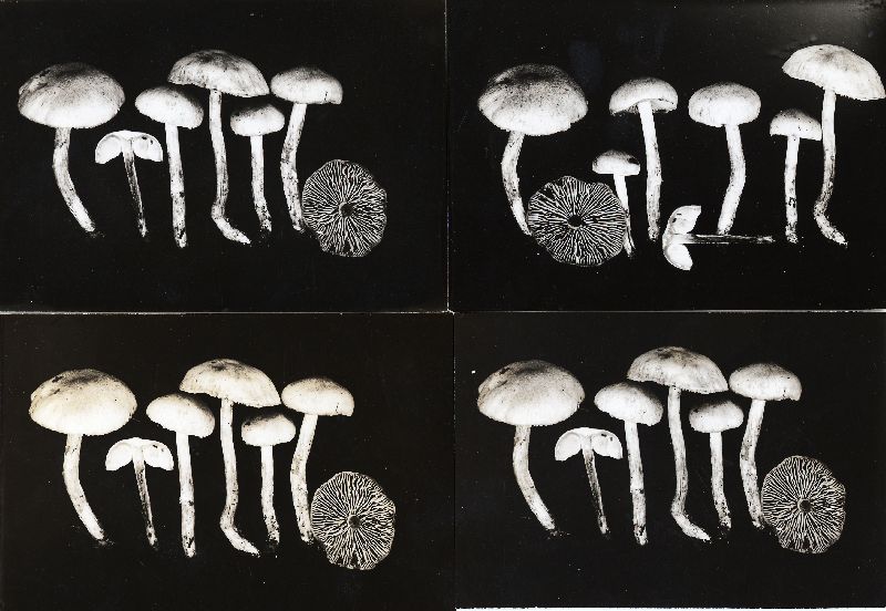 Hebeloma naucorioides image