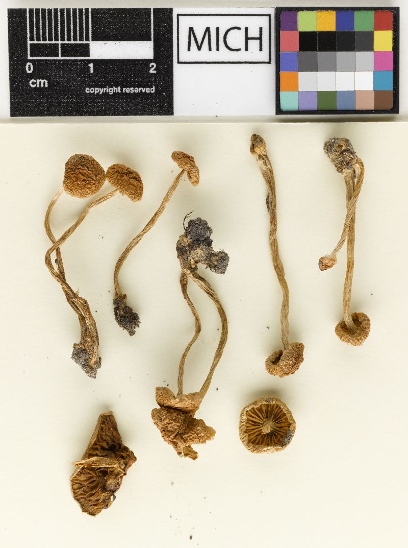 Hebeloma nigromaculatum image