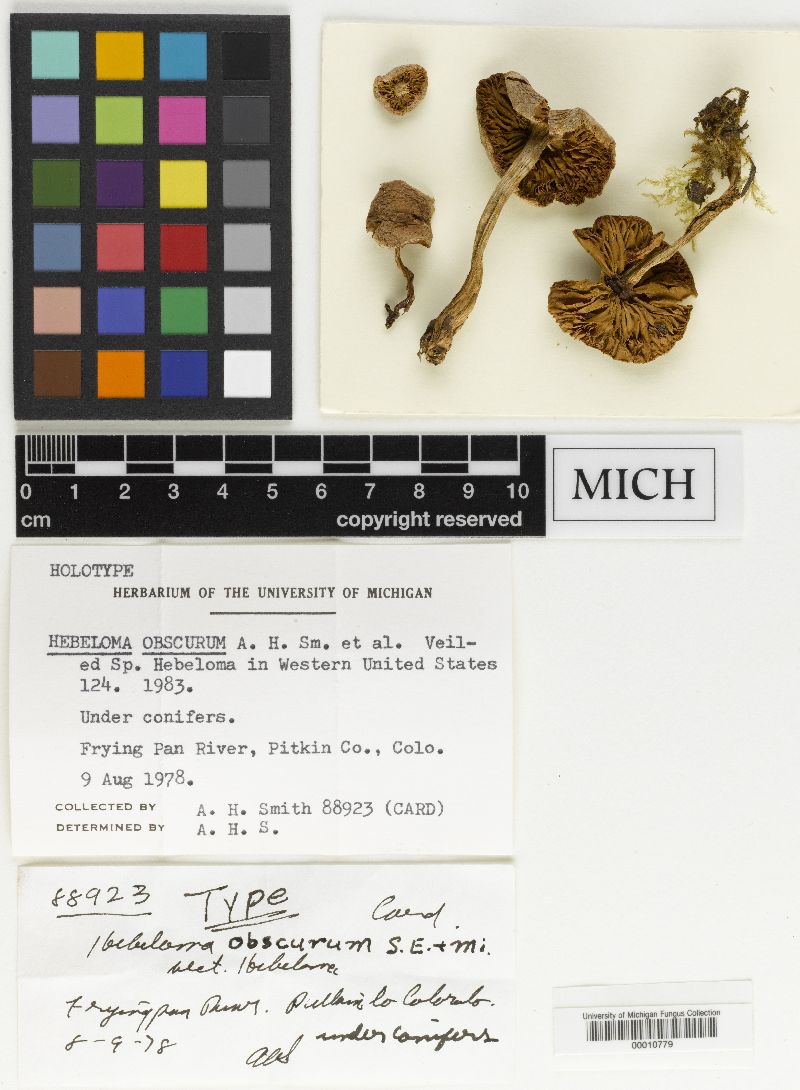 Hebeloma obscurum image