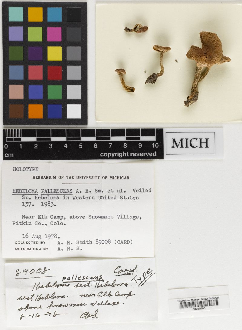Hebeloma pallescens image