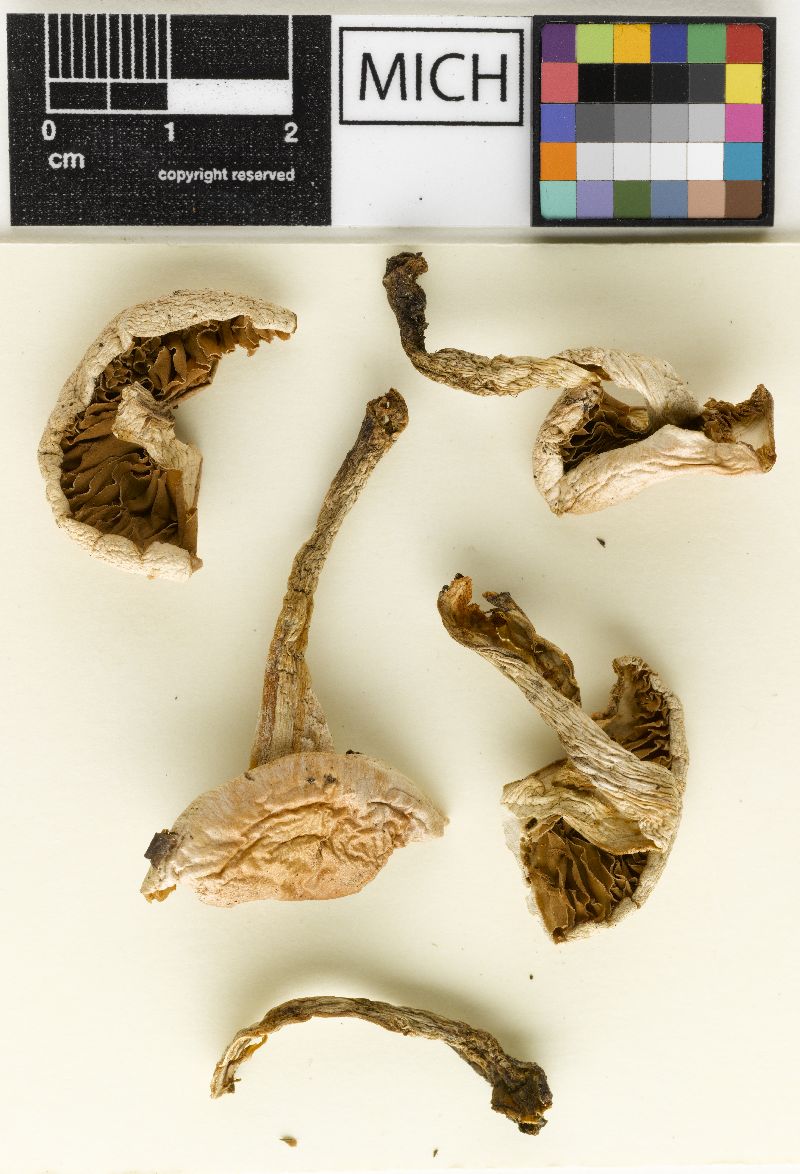 Hebeloma pallidoargillaceum image
