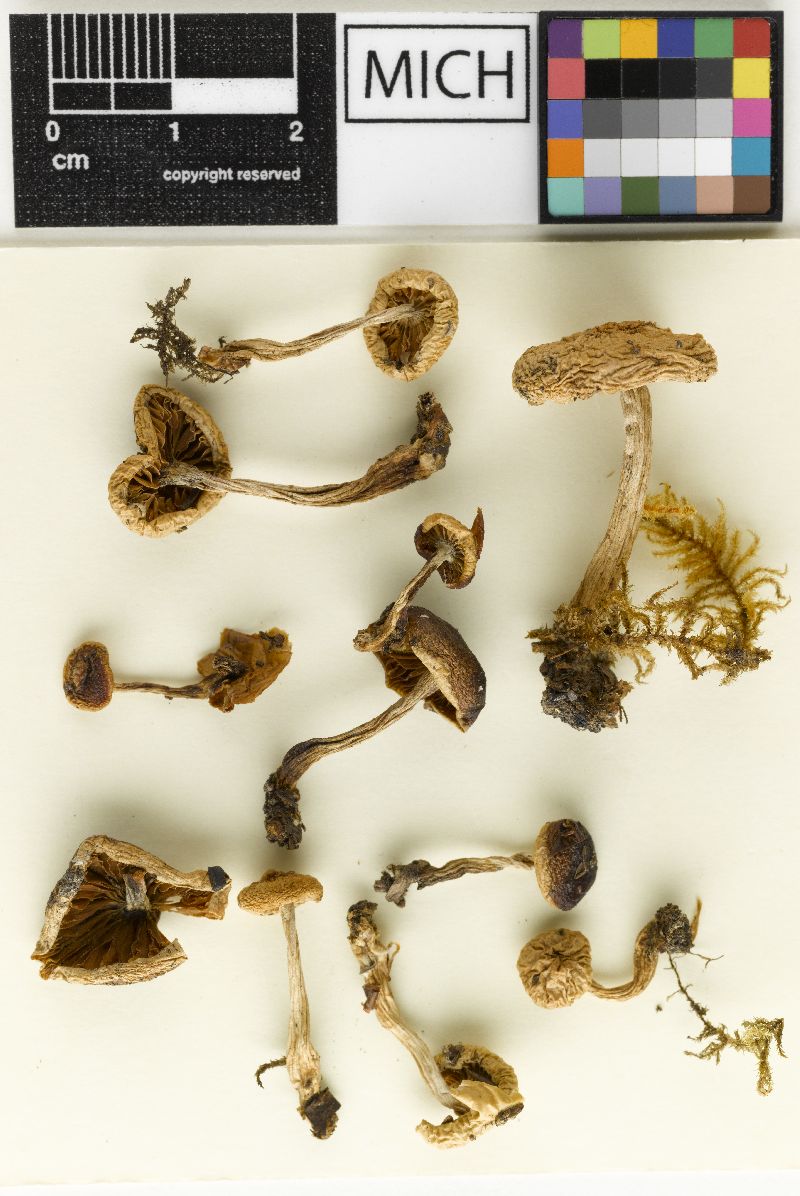 Hebeloma pinetorum image