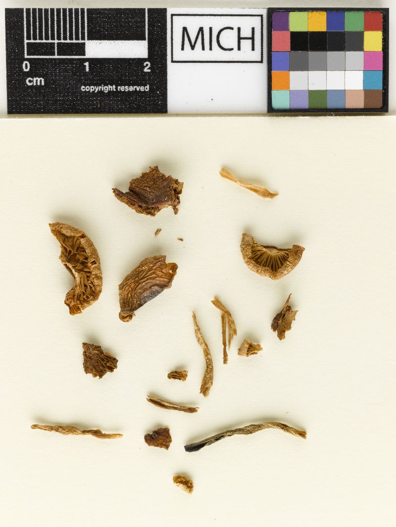 Hebeloma pitkinense image