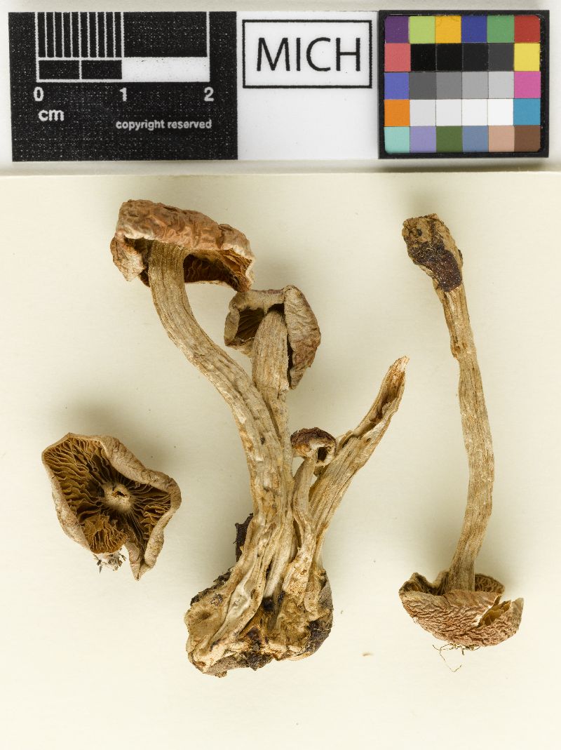 Hebeloma praecaespitosum image