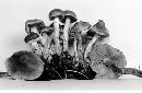 Hebeloma praecaespitosum image