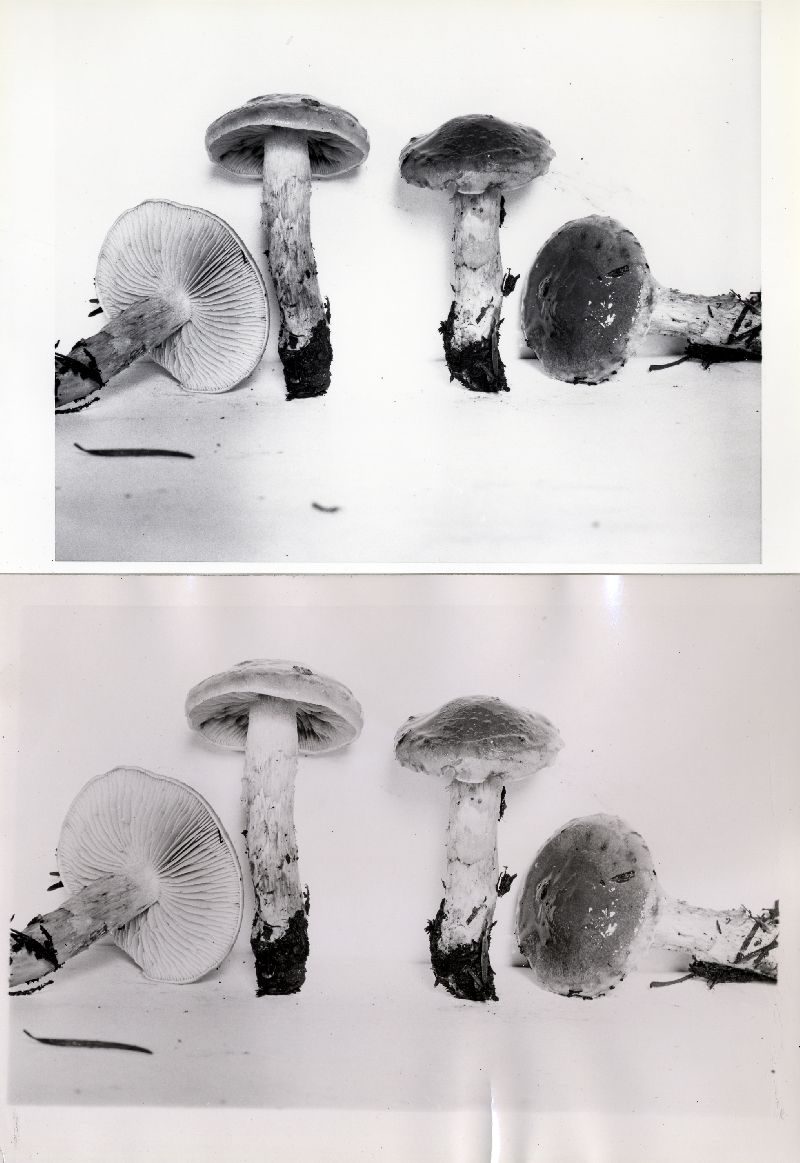Hebeloma pseudostrophosum image