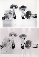 Hebeloma pseudostrophosum image