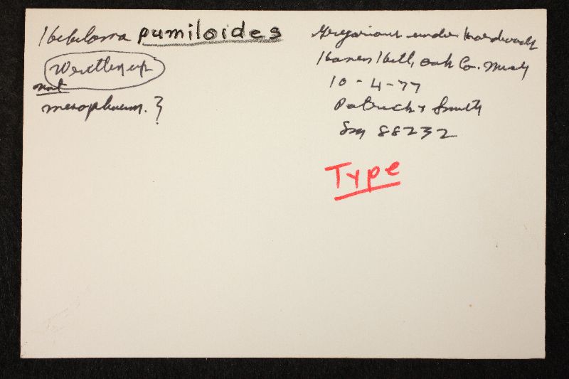 Hebeloma pumiloides image