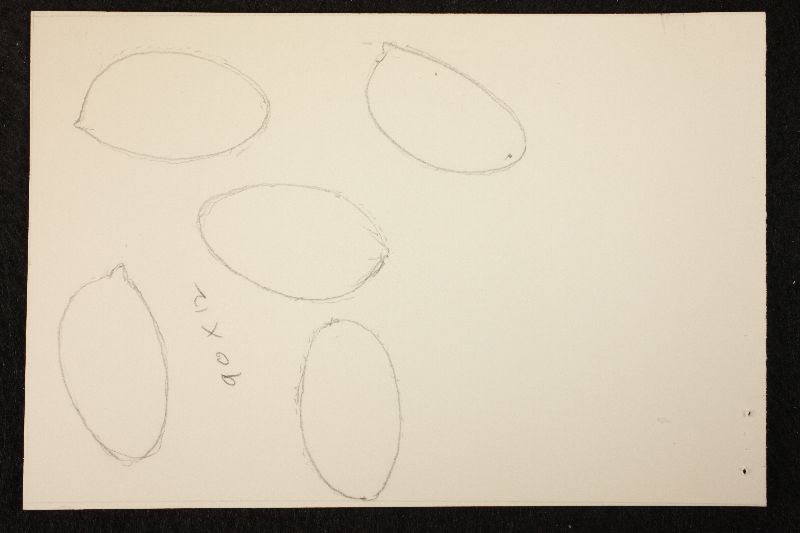 Hebeloma sublamellatum image
