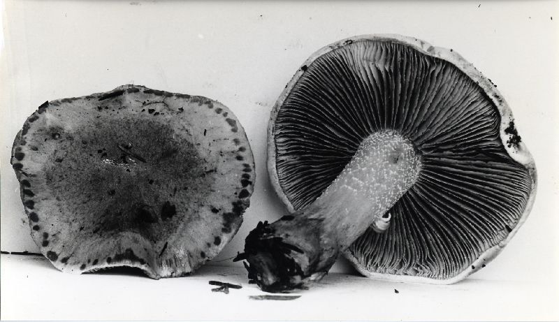 Hebeloma sporadicum image