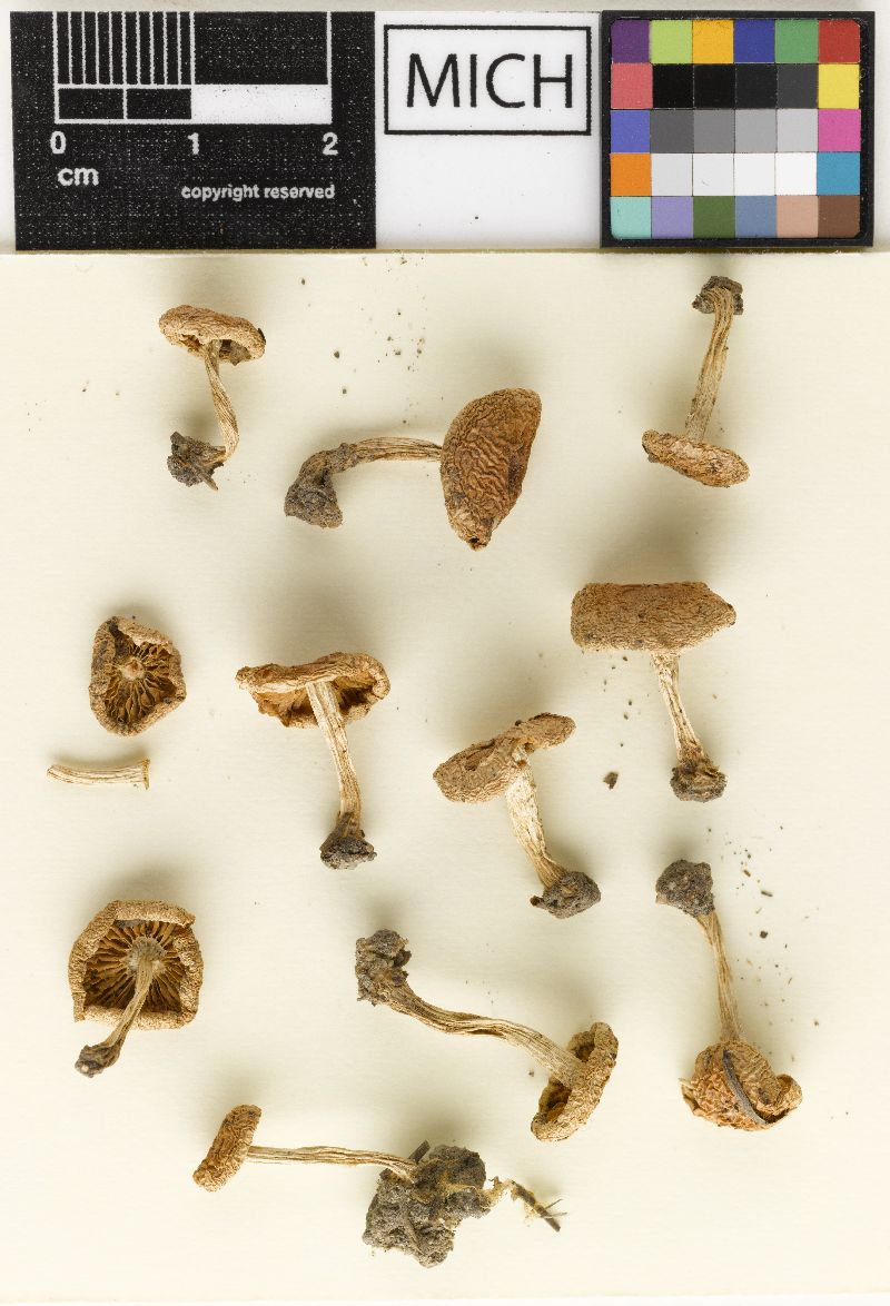 Hebeloma urbanicola image