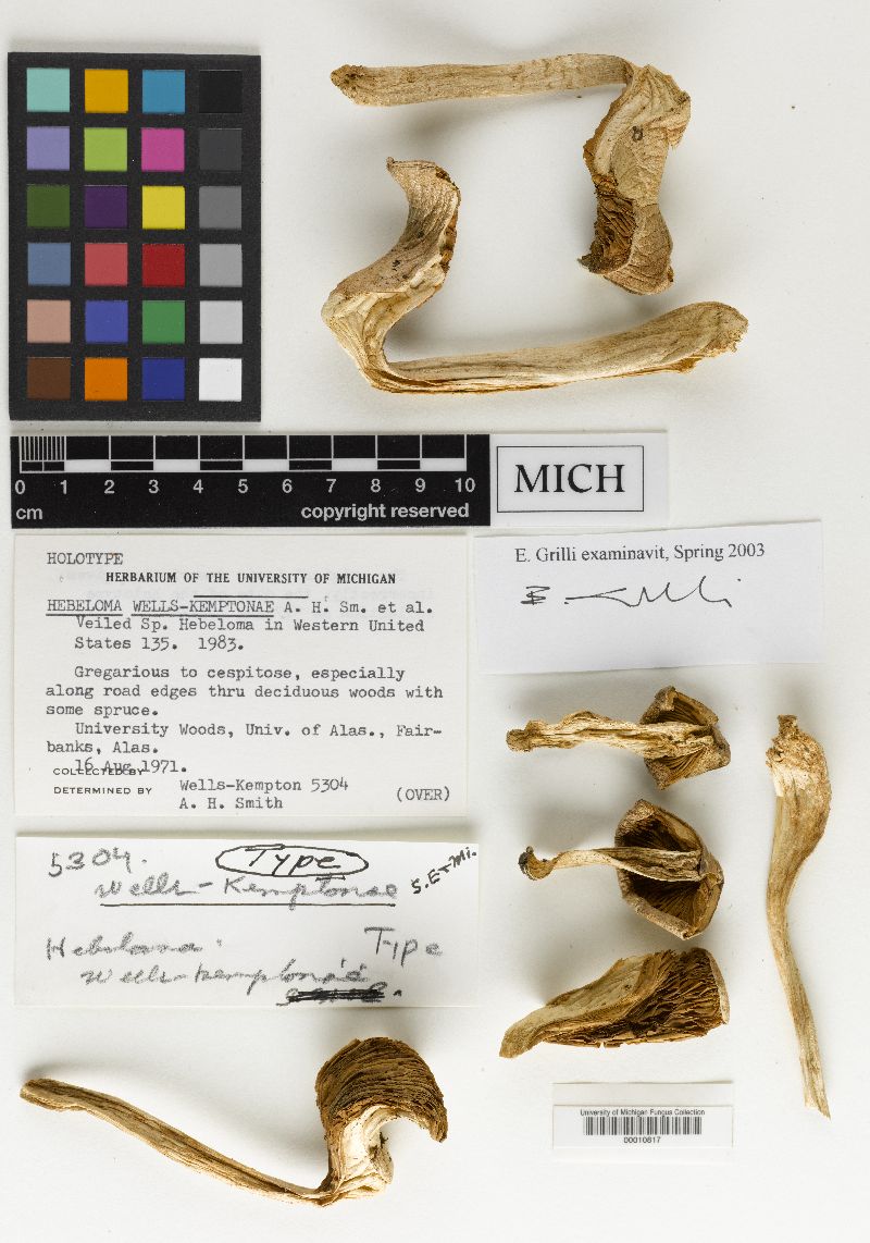 Hebeloma wells-kemptonae image