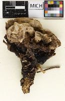 Hydnellum frondosum image