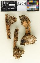 Hydnellum chrysinum image