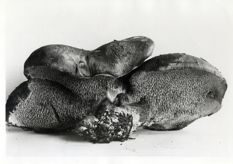 Hydnum calvatum image