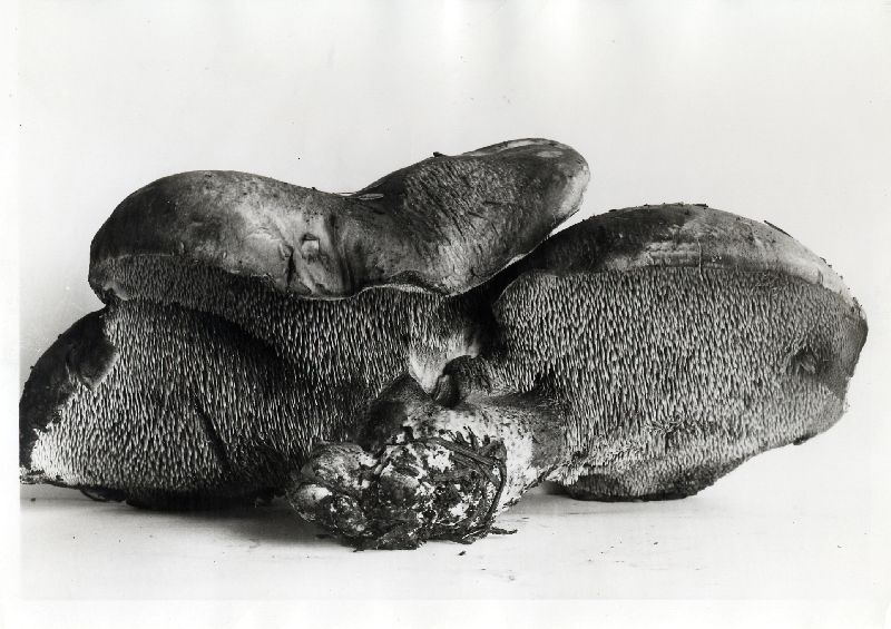 Hydnum calvatum image