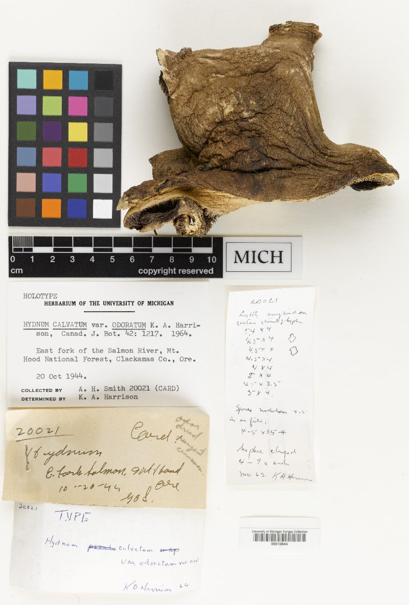 Hydnum calvatum image