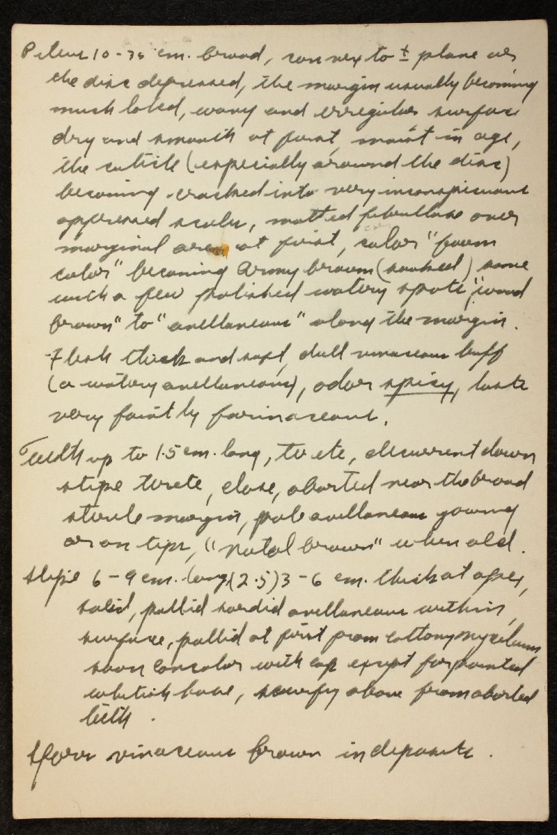 Hydnum calvatum image